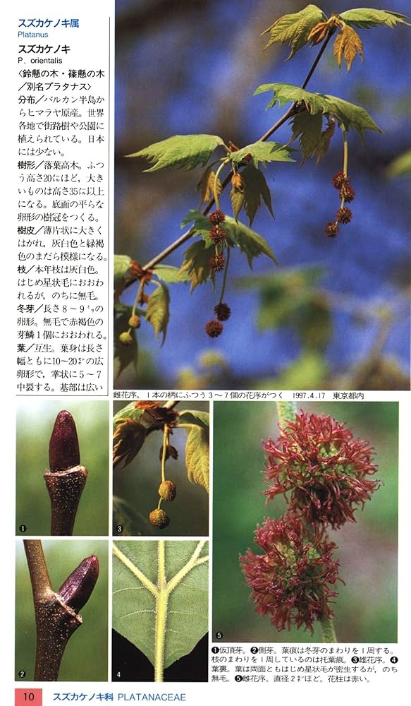 ＜希少本＞樹に咲く花 合弁花・単子葉・裸子植物 （山渓ハンディ図鑑５） 樹に咲く花―合弁花・単子葉・裸子植物 (山渓ハンディ図鑑) (山溪